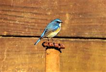 鳥に飛行機に