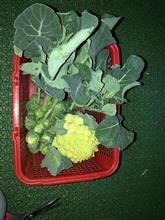 採れ採れ野菜。
