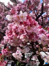 熱海桜
