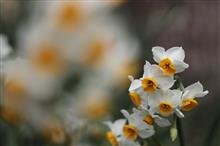 岸和田・蜻蛉池(とんぼいけ)公園にスイセンを見に行ってきました♪ 岸和田・蜻蛉池(とんぼいけ)公園にスイセンを見に行ってきました♪