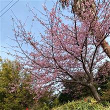 桜咲いてても寒いものは寒いw