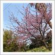 桜咲いてても寒いものは寒いw