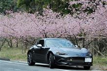 津久見のイルカ島と河津桜まつりへ！ 後編 
