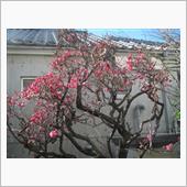 立春　梅の花　満月の夜