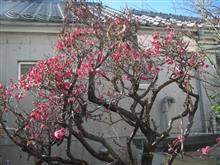 立春 梅の花 満月の夜 立春 梅の花 満月の夜