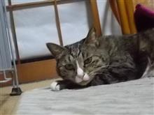 今日は車検整備だよ。