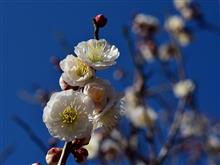 梅の花が咲きだした