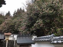 和気神社のツバキ