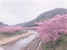 さくら