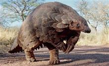 ウィルスと中国の食文化
