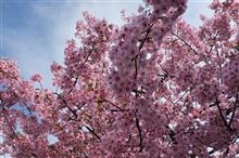 歩いてお台場へ ～ 河津桜満開となりました。