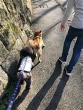 猫の日にビチアモーレで散財した話