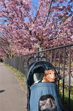 河津桜見学