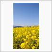 神奈川県二宮町の菜の花畑