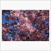 河津桜が満開