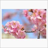 河津桜