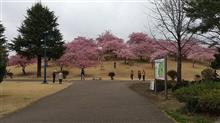雨上がりの河津桜🌸が綺麗です✨✨