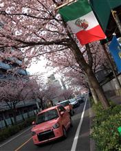 桜　満開🌸🌸🌸　