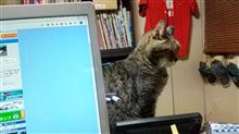ネタがない！