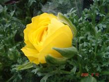 🌸　YELLOW