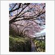 🌸お花見に行ったよ🌸