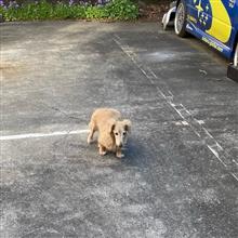 かな〜り久しぶりの車高調メンテ