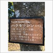 ハクモクレン開花 ！  ＼( ...