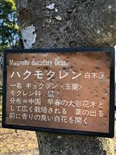 ハクモクレン開花 ！  ＼(^-^)／