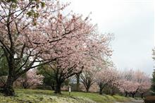 早咲きの桜