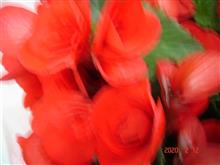 🌸　RED