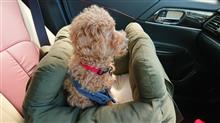 愛犬とドライブ