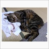 次期愛車に取り付けるパーツを ...