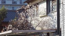 春分の日、もう春デスね~ 春分の日、もう春デスね~