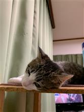マスクは何処にも売ってない日でした(^◇^;)