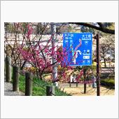 桜の前に、偕楽園の梅①　JR ...