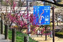 桜の前に、偕楽園の梅① JR常磐線 (2020 .3) 桜の前に、偕楽園の梅① JR常磐線 (2020 .3)