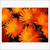 🌸　ORANGE