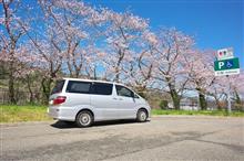 桜を見に行きたい