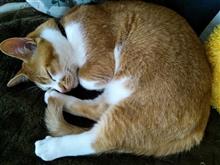 免許更新 → 百均巡り → マンチカンの赤ちゃん(*^^*)
