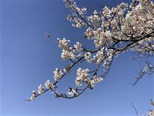 花見