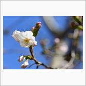 桜、開花