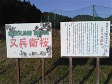 桜を求めて・・・