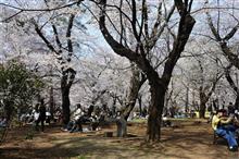 大宮公園の桜