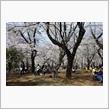 大宮公園の桜