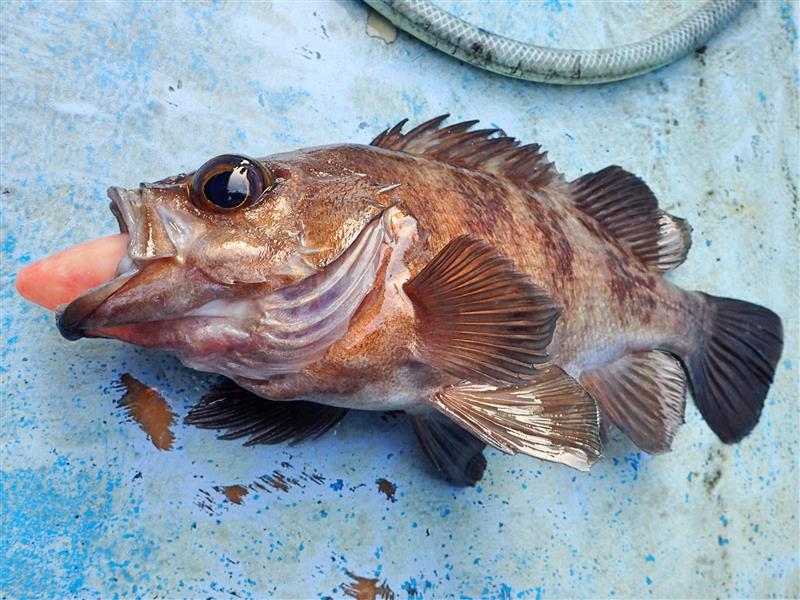 春告魚 Makooのブログ Fish Seeker みんカラ