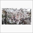ｻｲｰﾀﾏの桜 2020/03/23