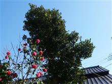 高木の強剪定 高木の強剪定