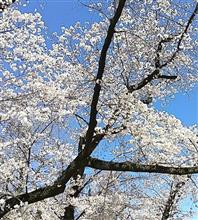 桜満開の別所沼公園♪