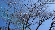 今日の朝散歩(2020年03月25日)