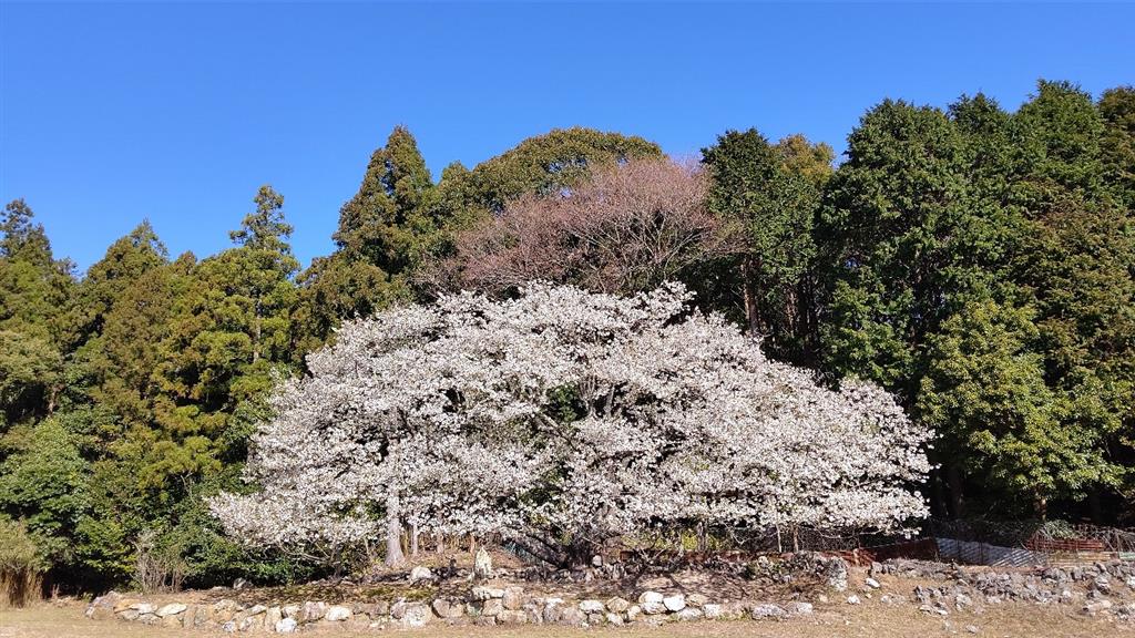 志摩の一本桜 岩戸桜 家建の茶屋跡 オオシマザクラ 伊勢のブログ 伊勢のページ みんカラ 志摩の一本桜 岩戸桜 家建の茶屋跡 オオシマザクラ 伊勢のブログ 伊勢のページ みんカラ